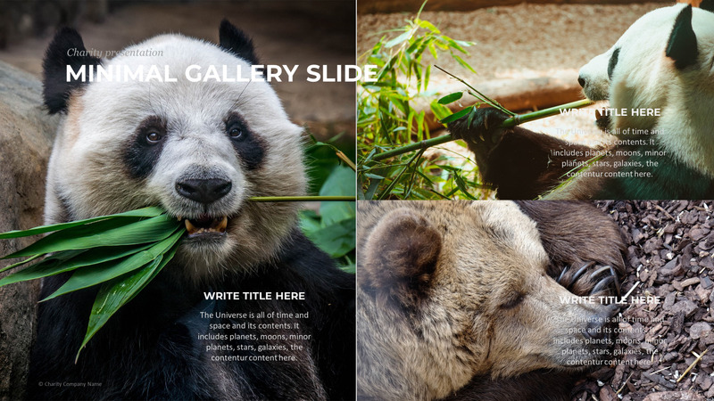 Modelo de PowerPoint de caridade animal - Features Image 78