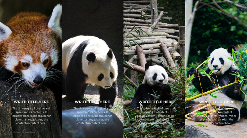 Modelo de PowerPoint de caridade animal - Features Image 79
