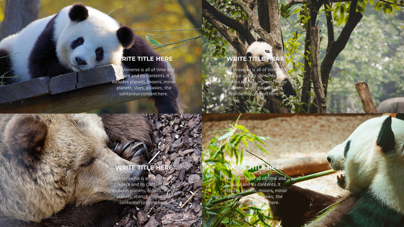 Modelo de PowerPoint de caridade animal - Features Image 80
