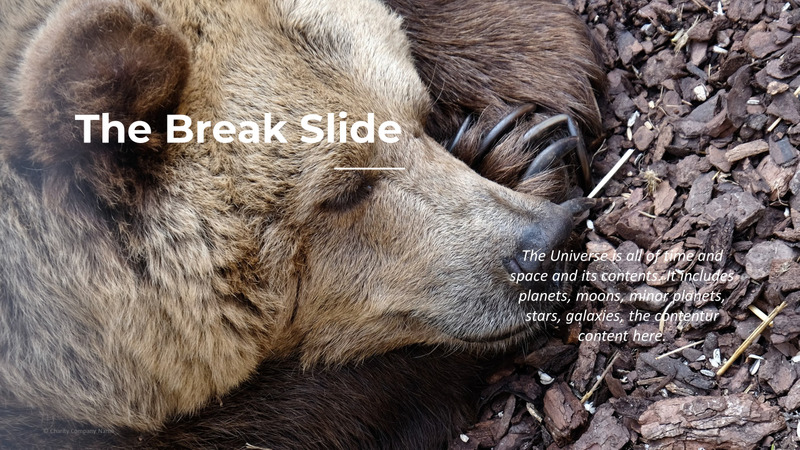 Modelo de PowerPoint de caridade animal - Features Image 81