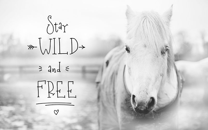 Milky River Playful Font + Extras - Features Image 9